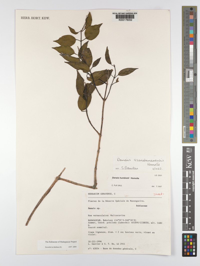 Danais tsaratananensis photo 5