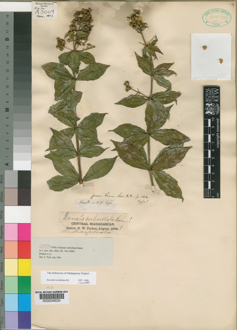 Danais verticillata