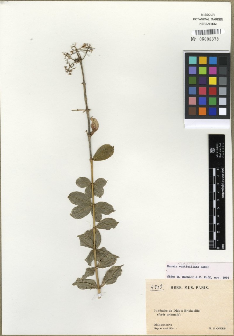 Danais verticillata photo 2