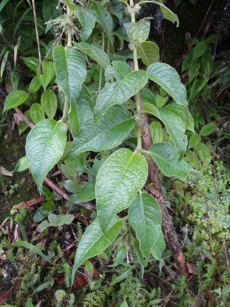 Danais vestita