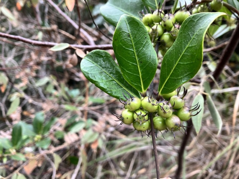 Danais volubilis
