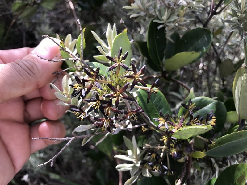 Danais volubilis photo 2