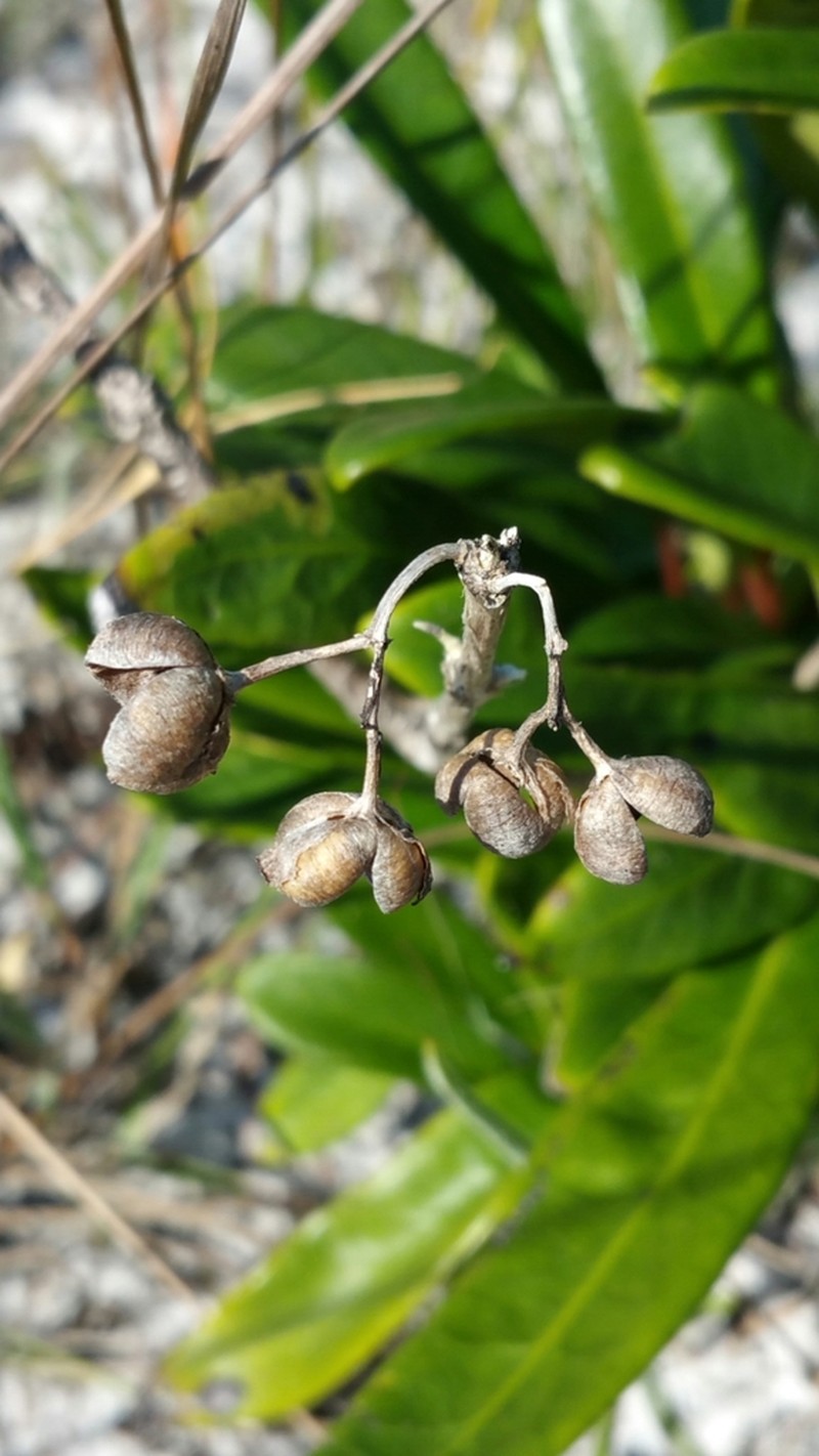 Danais volubilis photo 3