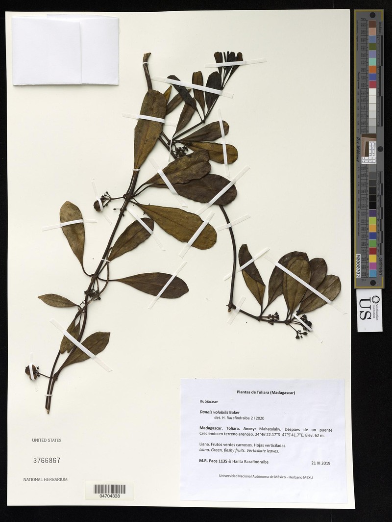 Danais volubilis photo 5