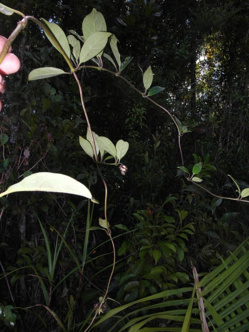Danais volubilis photo 6