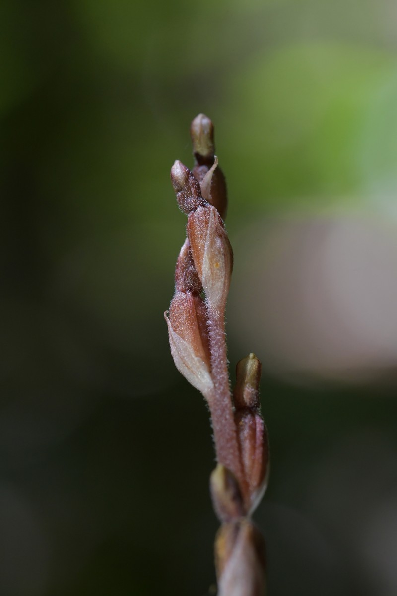 Danhatchia australis