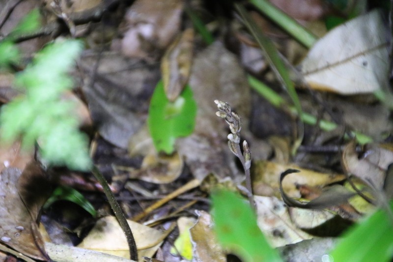 Danhatchia australis photo 3