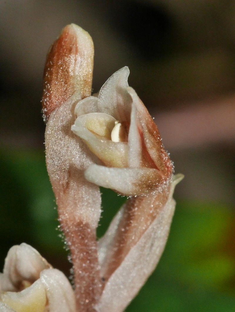 Danhatchia australis photo 4
