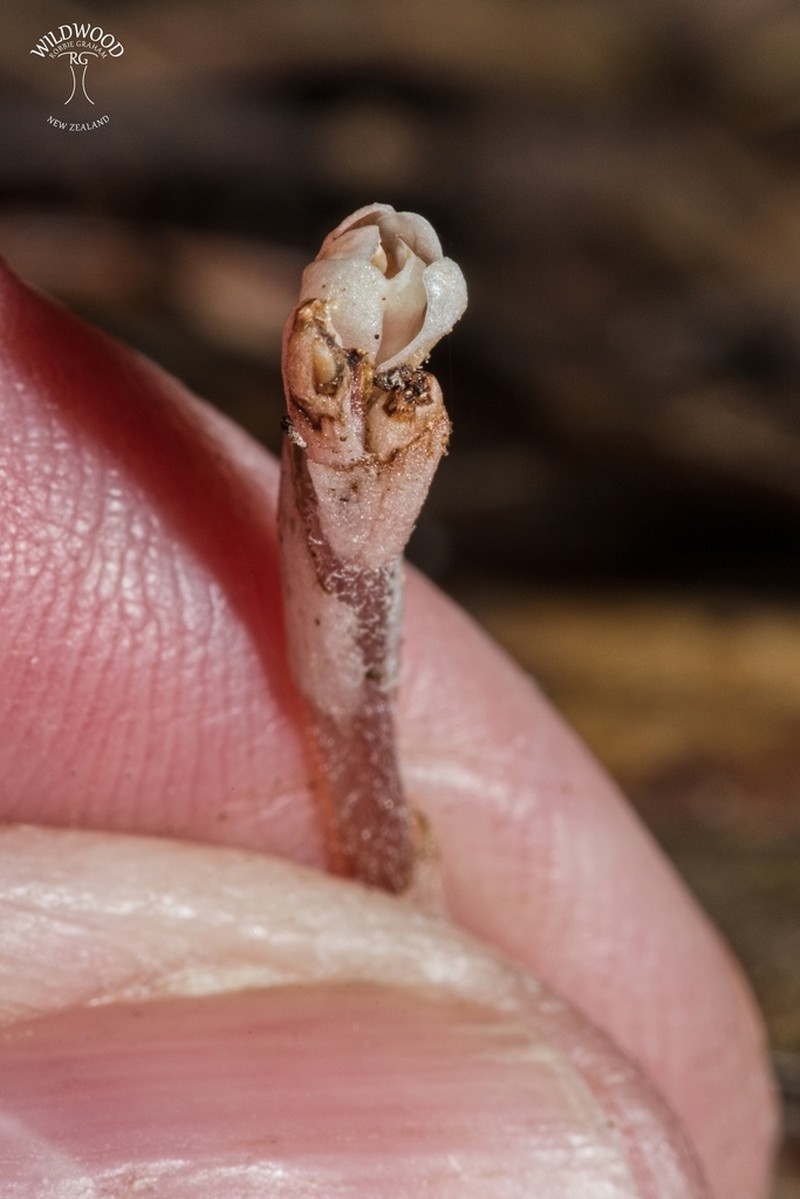 Danhatchia australis photo 5