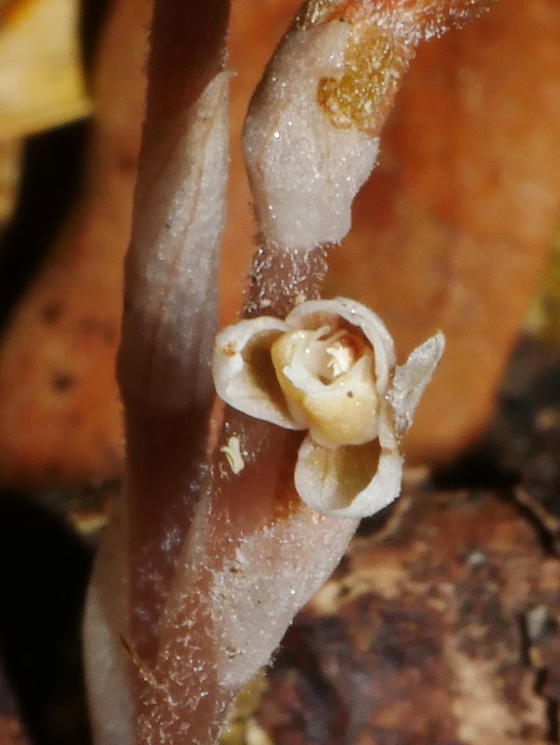 Danhatchia australis photo 6