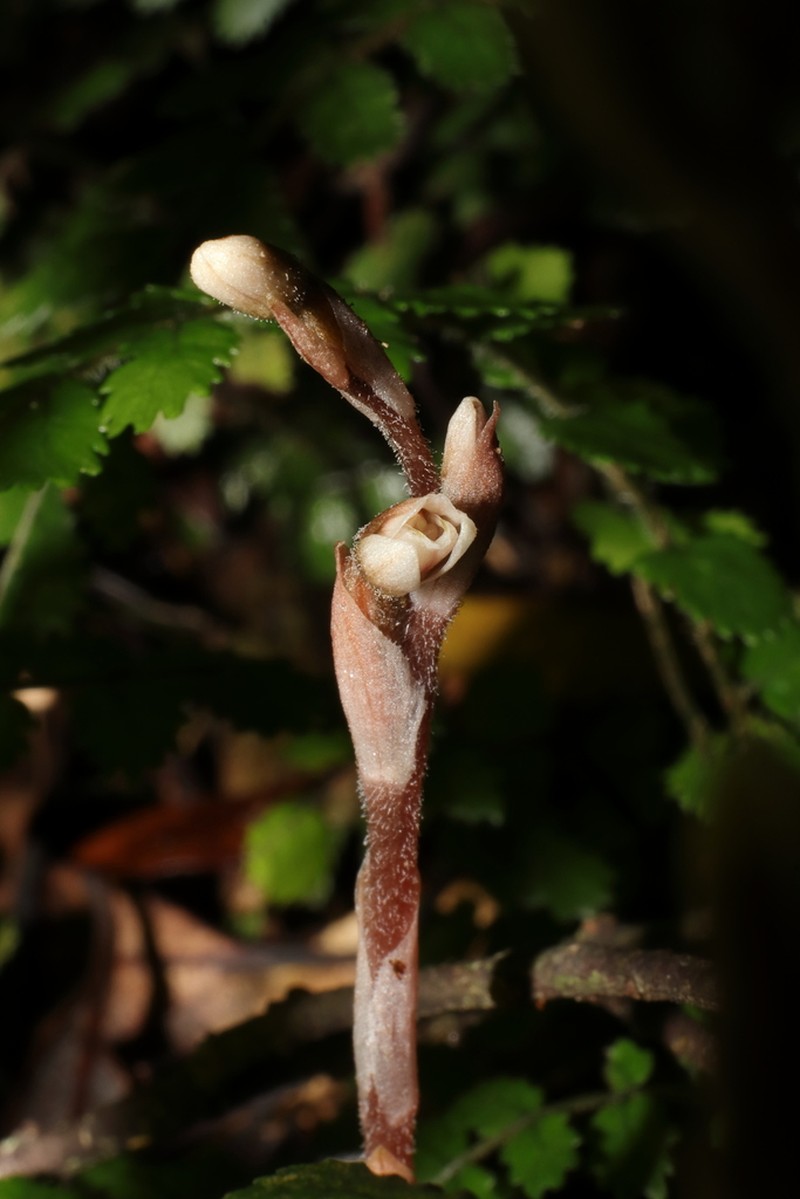 Danhatchia australis photo 7
