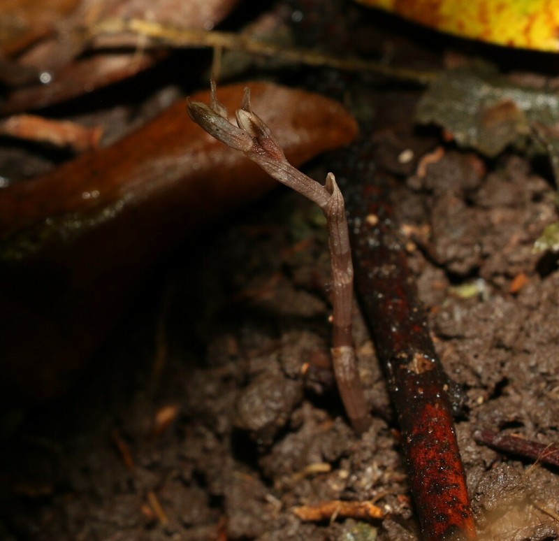Danhatchia copelandii photo 3