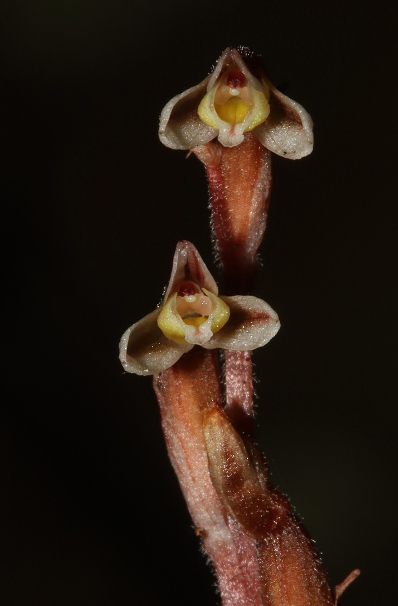 Danhatchia copelandii photo 4