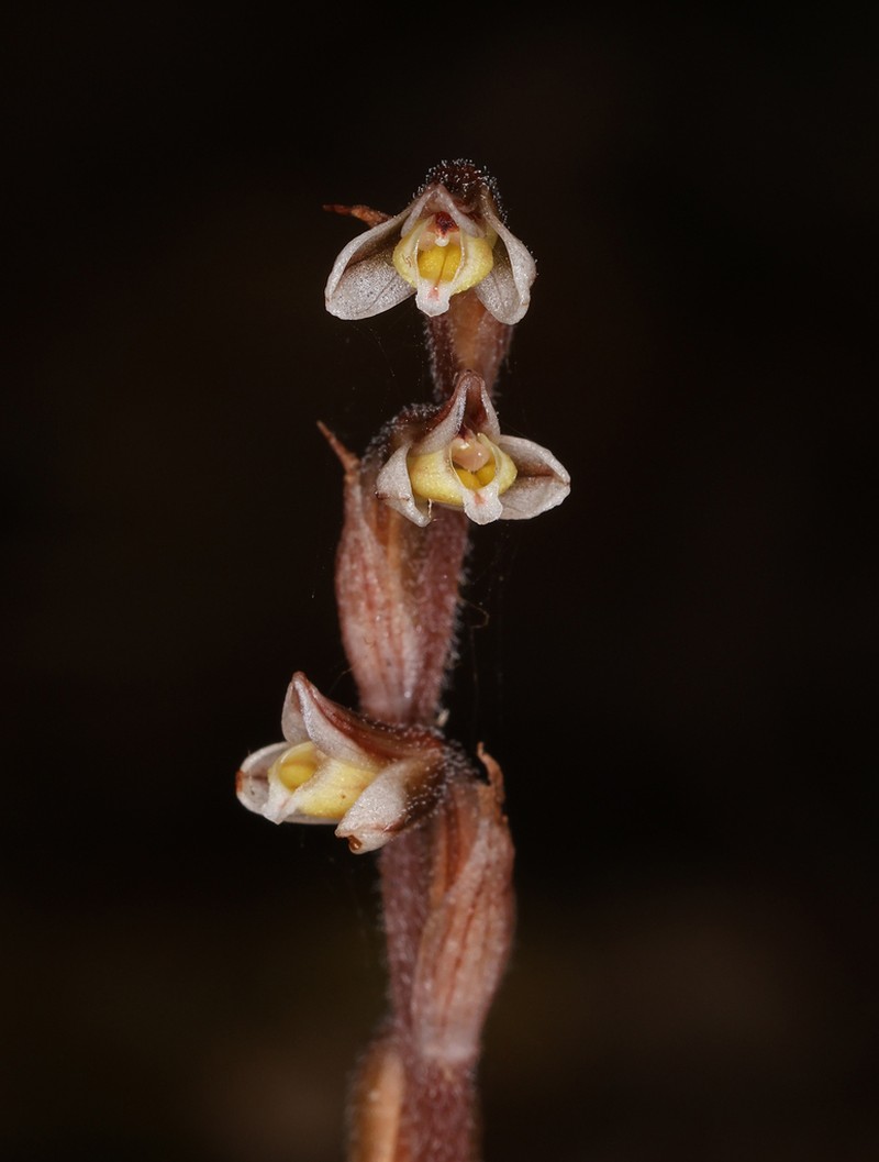 Danhatchia copelandii photo 5