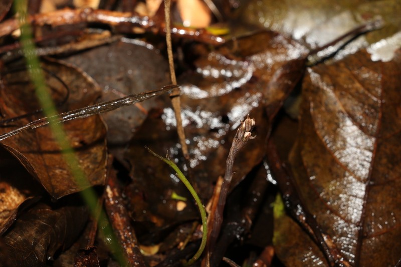 Danhatchia copelandii photo 6