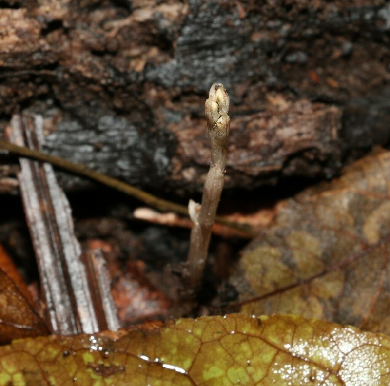 Danhatchia copelandii photo 7