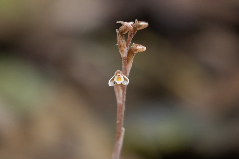 Danhatchia copelandii photo 8