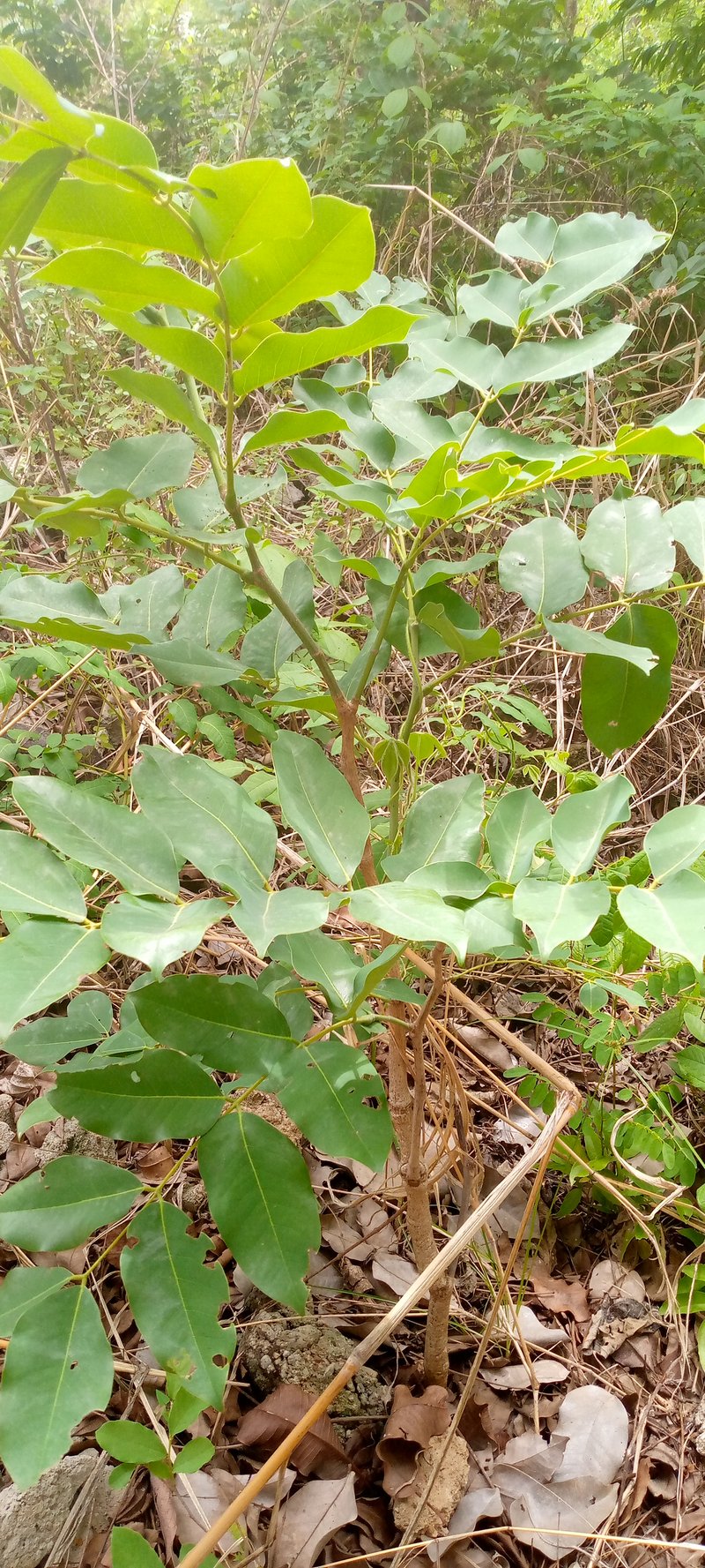 African Copaiba Balsam Tree