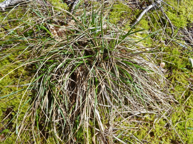 California Oatgrass