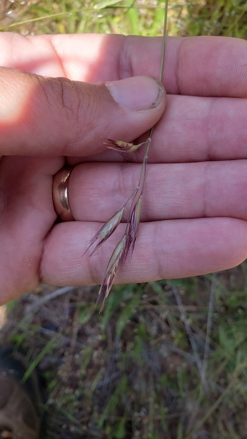 California Oatgrass photo 2