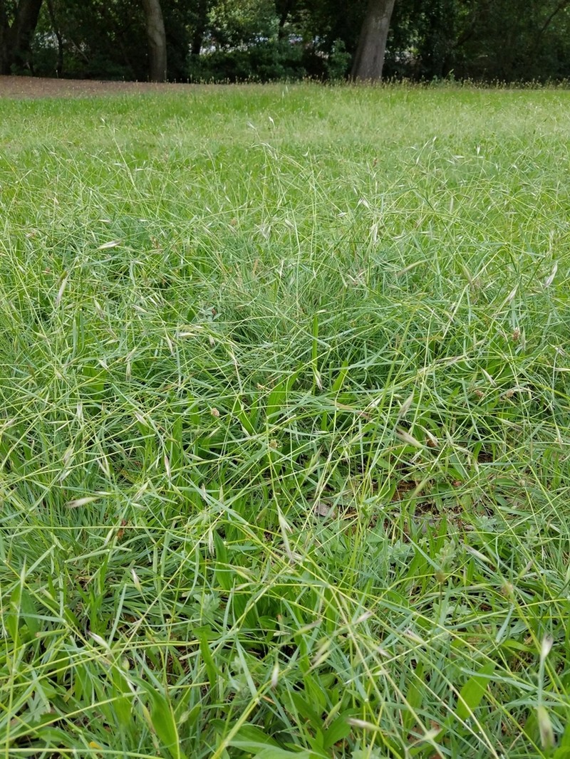 California Oatgrass photo 3