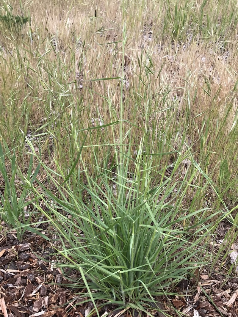 California Oatgrass photo 4