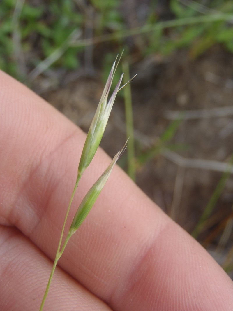 California Oatgrass photo 5