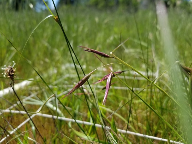 California Oatgrass photo 6