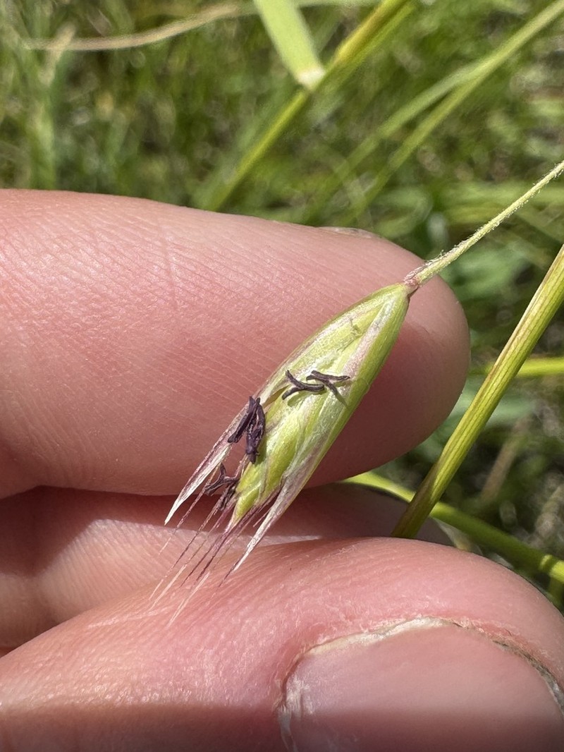 California Oatgrass photo 7