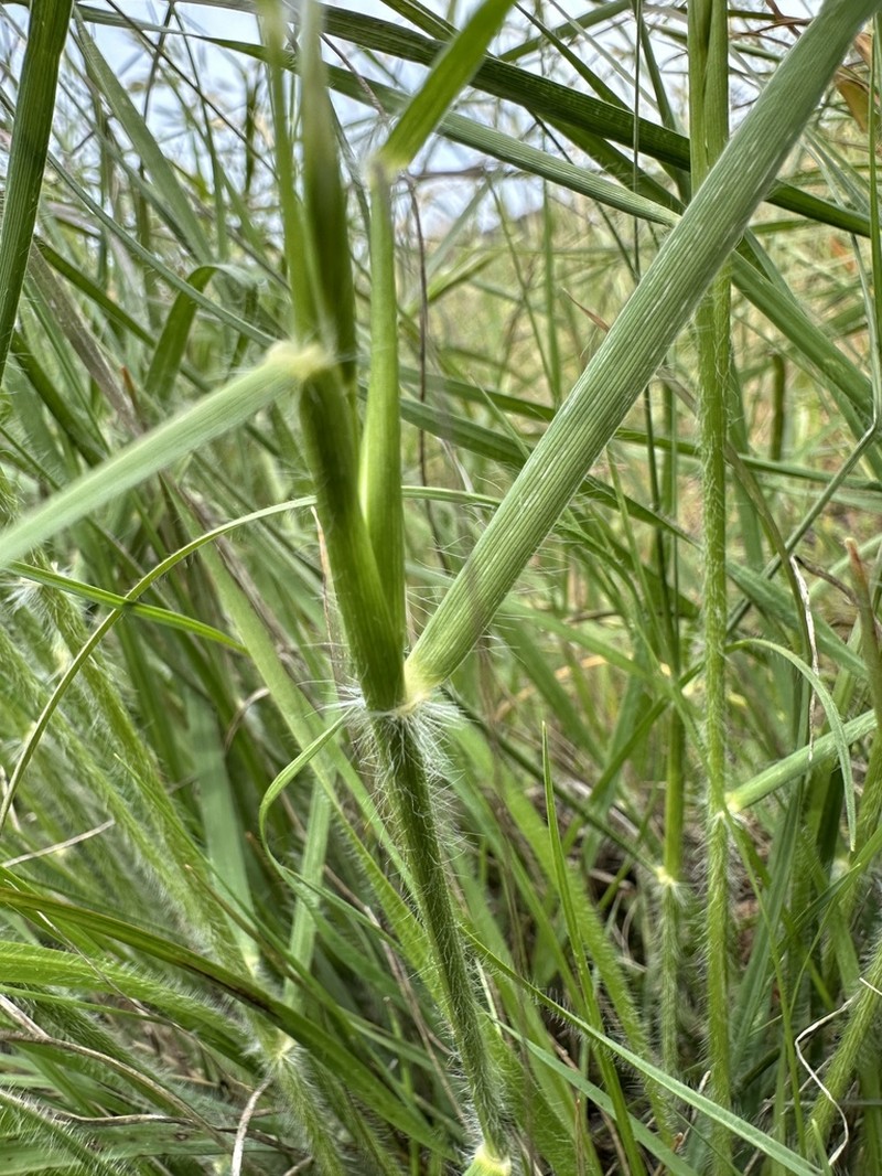 California Oatgrass photo 8