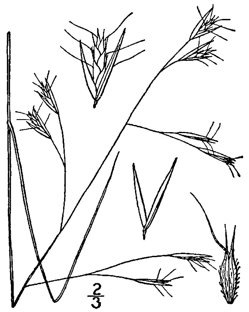 Flattened Oatgrass