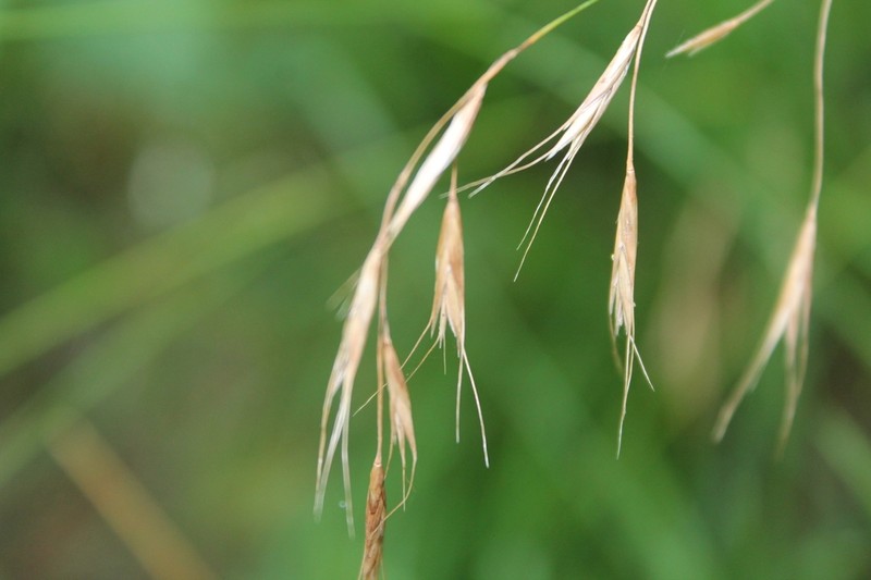 Flattened Oatgrass