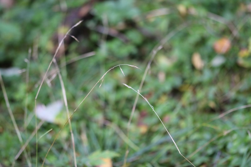 Flattened Oatgrass photo 2