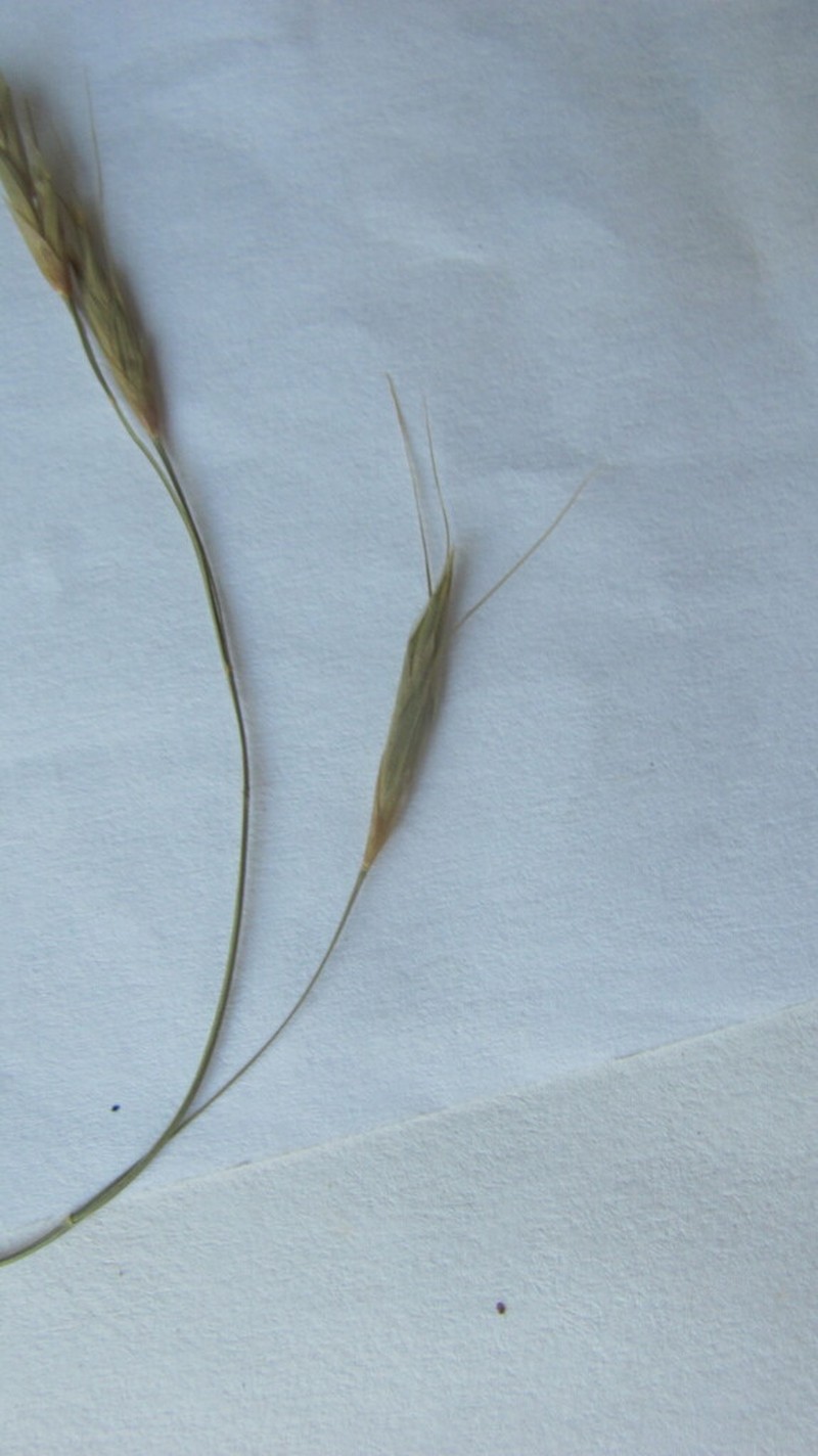Flattened Oatgrass photo 3