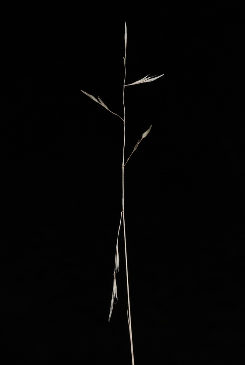 Flattened Oatgrass photo 4