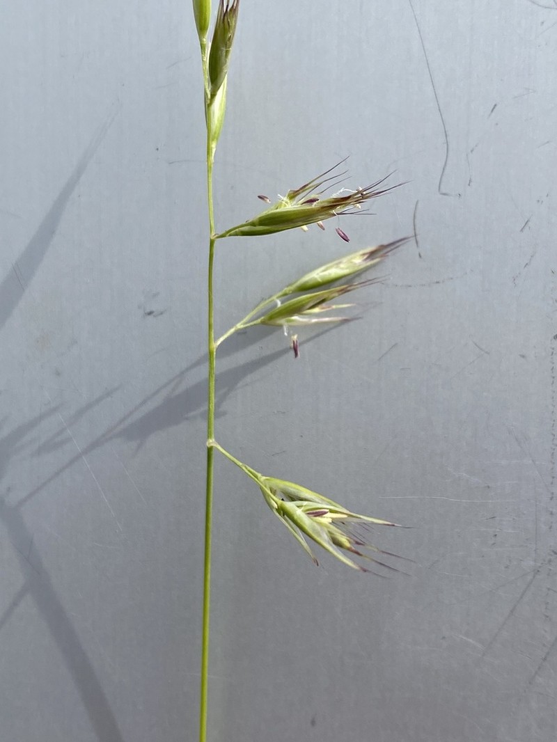 Flattened Oatgrass photo 5