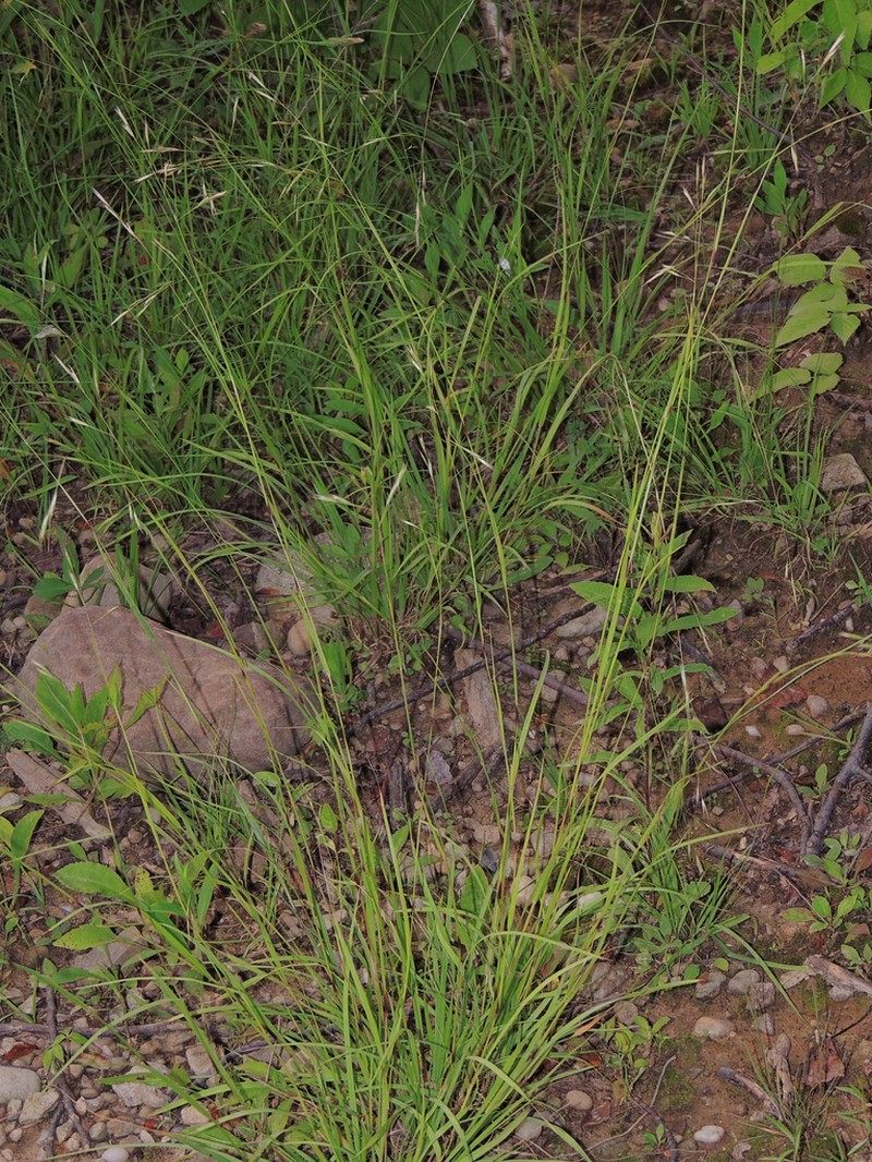 Flattened Oatgrass photo 6