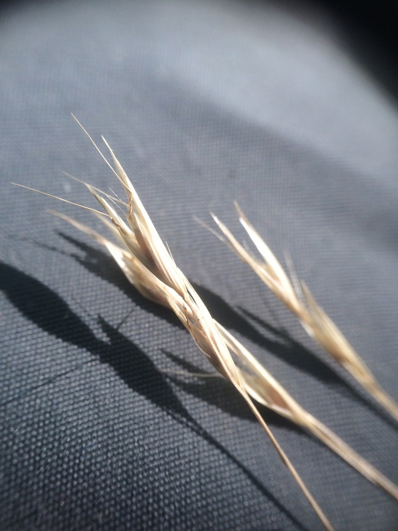 Flattened Oatgrass photo 7