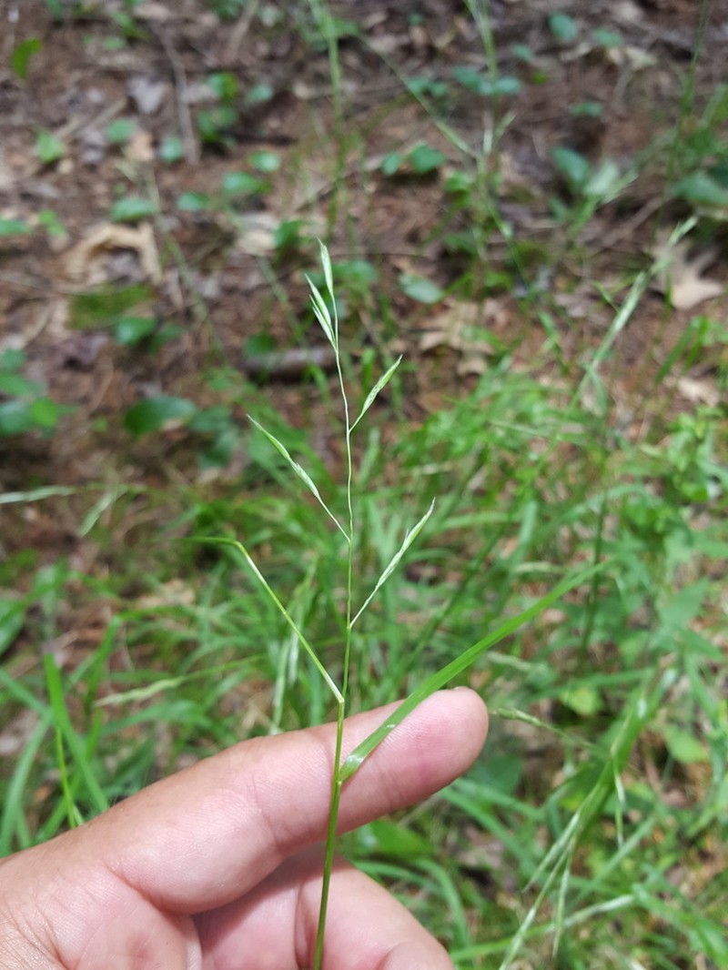 Flattened Oatgrass photo 8