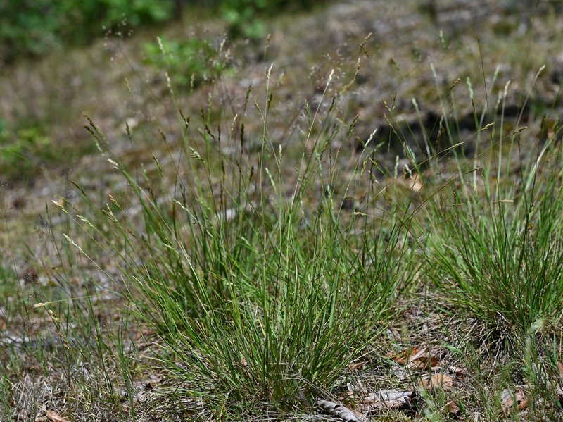 Common Heathgrass photo 2