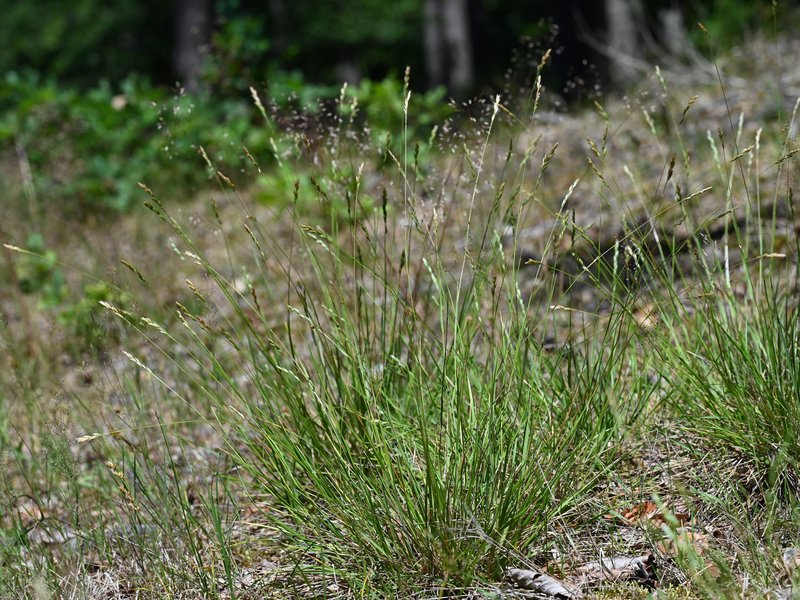 Common Heathgrass photo 3