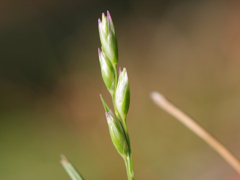 Common Heathgrass photo 4