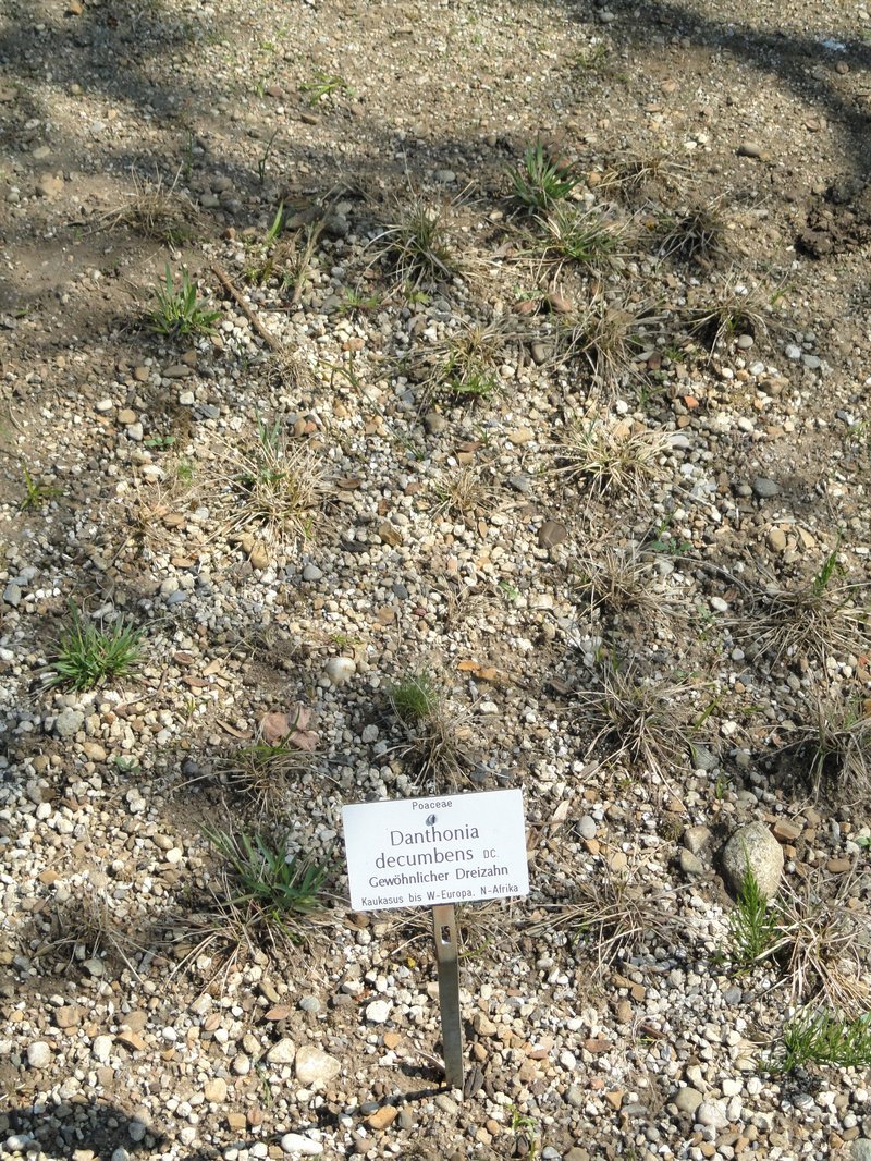 Common Heathgrass photo 5