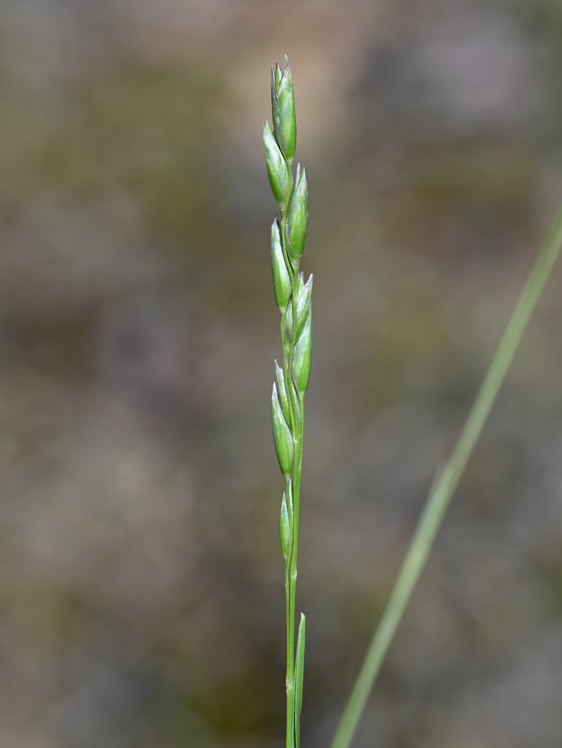 Common Heathgrass photo 6