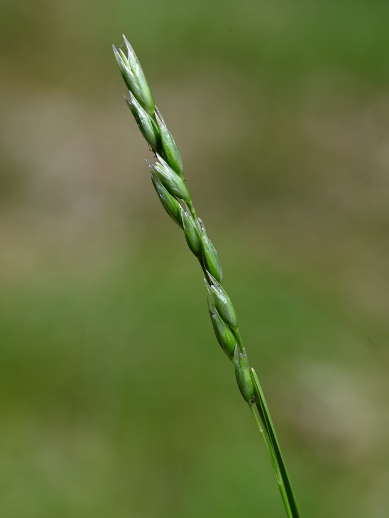 Common Heathgrass photo 7