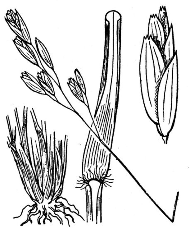 Common Heathgrass photo 8
