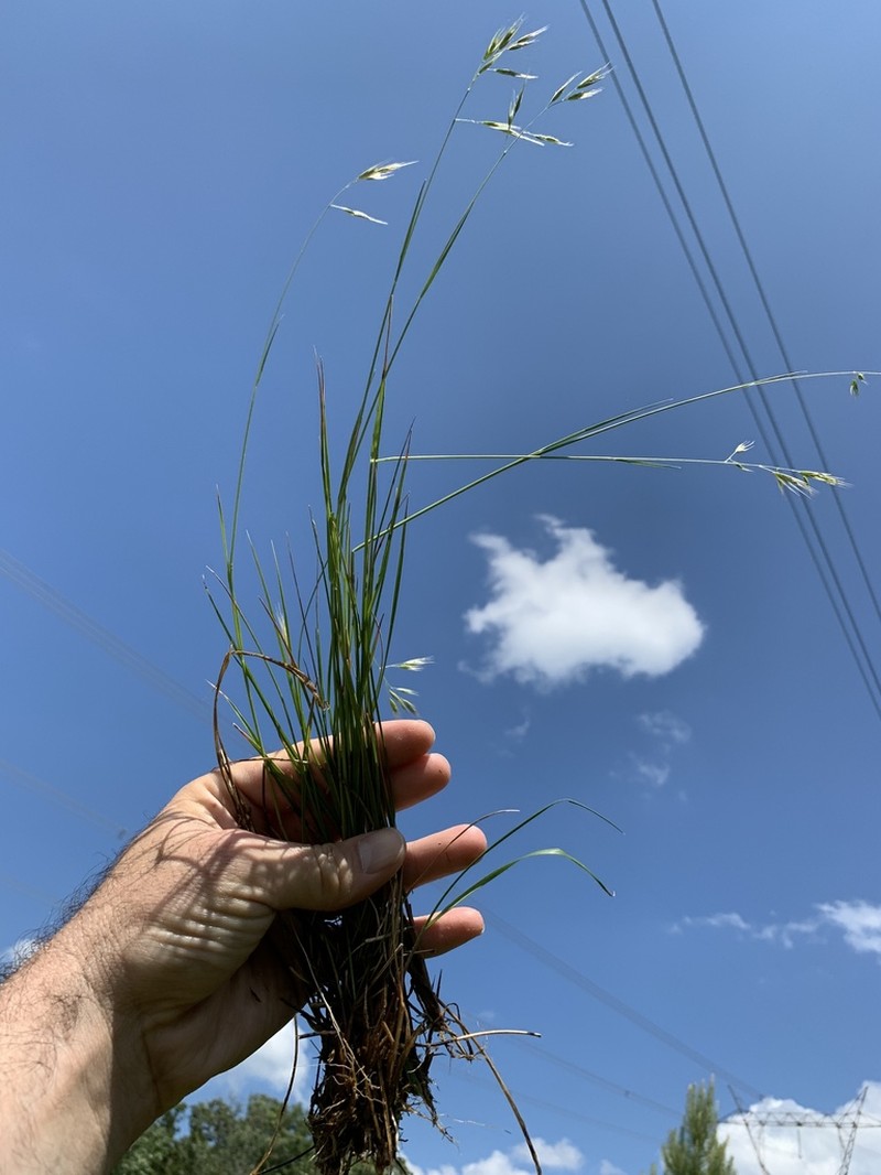 Carolina Oatgrass