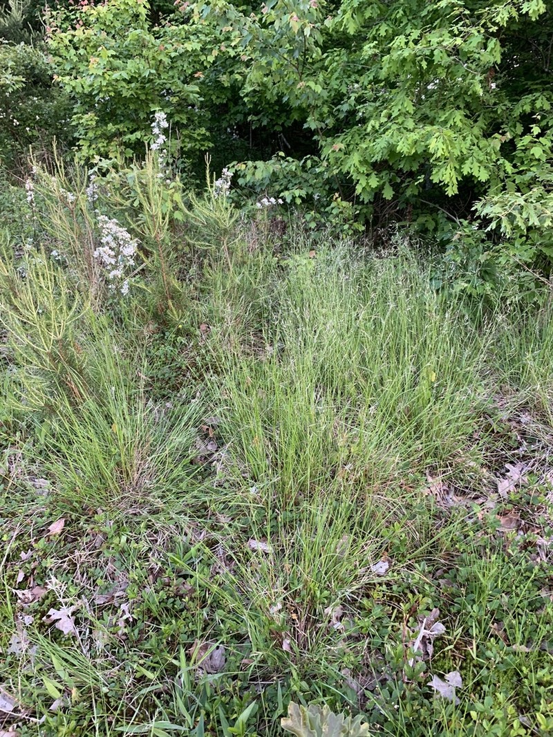 Carolina Oatgrass photo 2