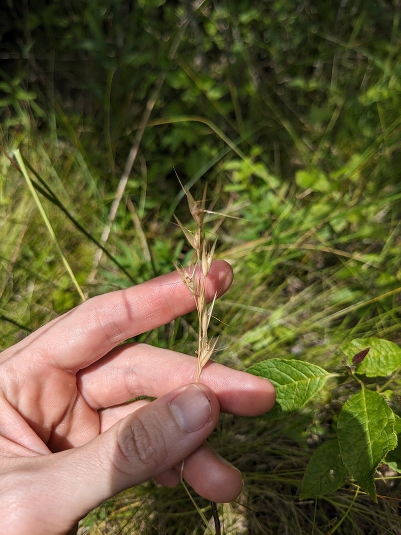 Carolina Oatgrass photo 3