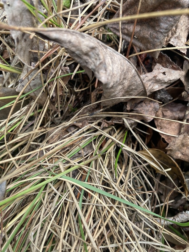 Carolina Oatgrass photo 4